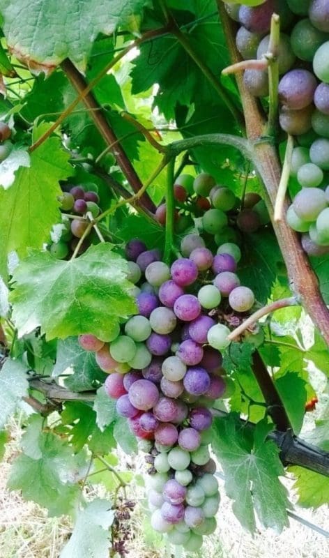 image168