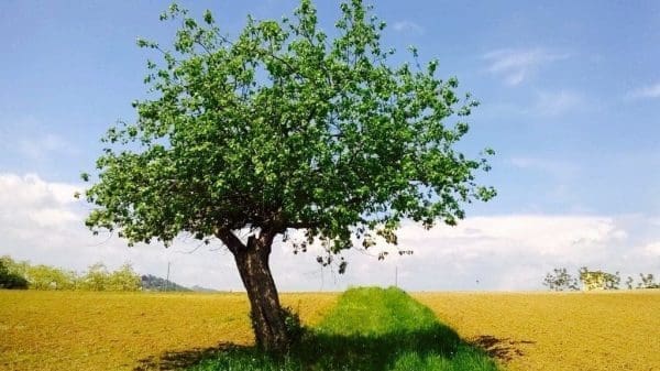 piemonte-enger-tre