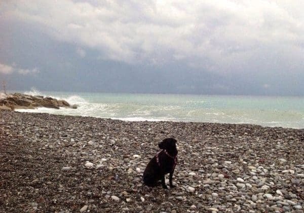 stella-Confusione